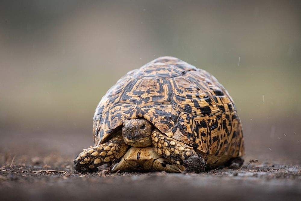 Africa-Tanzania-Ngorongoro Conservation Area-Leopard Tortoise  art print by Paul Souders for $57.95 CAD